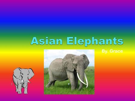 By. Grace. Introduction Everyone loves Asian elephants. In this report you will learn about the Asian elephant’s habitat. You will also be learning about.