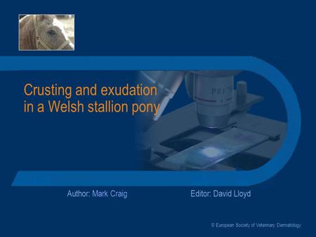 Crusting and exudation in a Welsh stallion pony Author: Mark CraigEditor: David Lloyd © European Society of Veterinary Dermatology.
