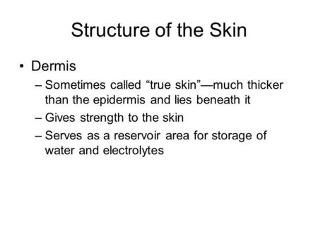 Structure of the Skin Dermis –Sometimes called “true skin”—much thicker than the epidermis and lies beneath it –Gives strength to the skin –Serves as a.