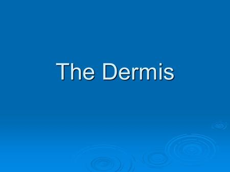 The Dermis. Dermis  Composed of dense connective tissue  The Dermis is strong and stretchy (elastic)  Leather goods are made from the dermis of animals.