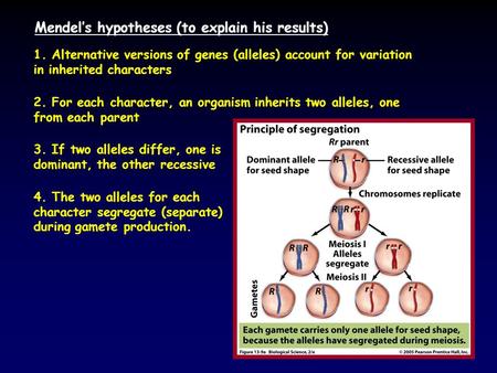 Mendel’s hypotheses (to explain his results) 1. Alternative versions of genes (alleles) account for variation in inherited characters 2. For each character,