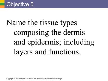 Copyright © 2006 Pearson Education, Inc., publishing as Benjamin Cummings Objective 5 Name the tissue types composing the dermis and epidermis; including.
