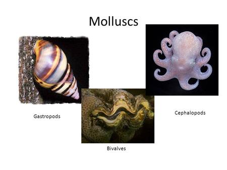 Molluscs Cephalopods Gastropods Bivalves.