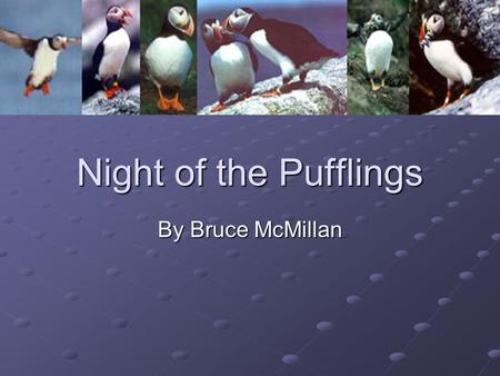 Night of the Pufflings By Bruce McMillan. Meet the Author Bruce McMillan Bruce McMillan.