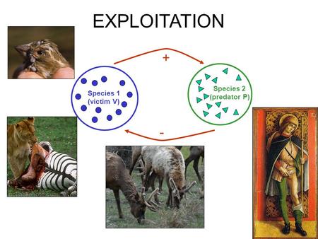 Species 1 (victim V) Species 2 (predator P) + - EXPLOITATION.