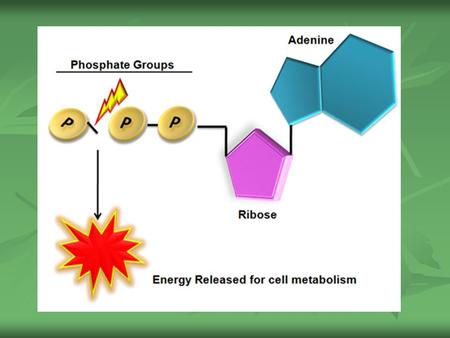 ATP ATP Adenosine Triphosphate (ATP) - One of the principal chemical compounds that living things use to store and release energy Adenosine Triphosphate.