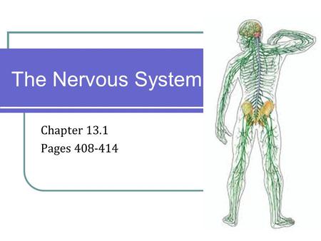 Chapter 13.1 Pages 408-414 The Nervous System. Introduction The Organization of the Nervous System.