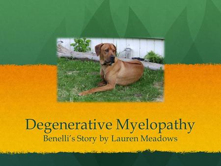 Degenerative Myelopathy Benelli’s Story by Lauren Meadows.