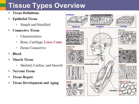 Tissue Types Overview  Tissue Definitions  Epithelial Tissue Simple and Stratified  Connective Tissue Characteristics Bone, Cartilage, Loose Conn. Dense.