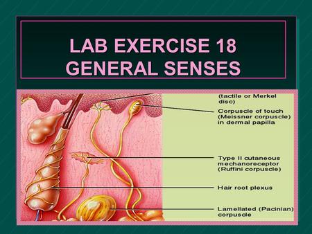 LAB EXERCISE 18 GENERAL SENSES