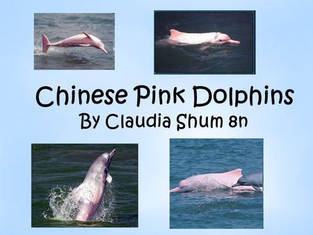 Chinese Pink Dolphins By Claudia Shum 8n. What are Pink Dolphins? Pink Dolphins belong to the Cetaceans family. Cetaceans are mammals which means they.