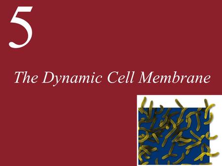 5 The Dynamic Cell Membrane. 5 The Dynamic Cell Membrane 5.1 What Is the Structure of a Biological Membrane? 5.2 How Is the Plasma Membrane Involved in.