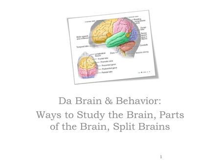 Da Brain & Behavior: Ways to Study the Brain, Parts of the Brain, Split Brains 1.