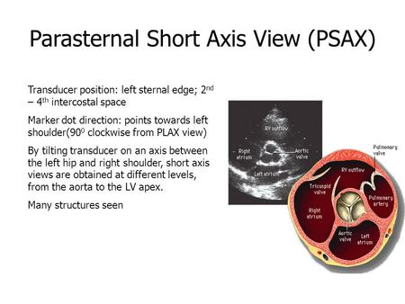 Parasternal Short Axis View (PSAX) Transducer position: left sternal edge; 2 nd – 4 th intercostal space Marker dot direction: points towards left shoulder(90.