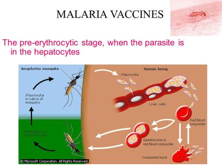 The pre-erythrocytic stage, when the parasite is in the hepatocytes MALARIA VACCINES.