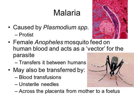 Malaria Caused by Plasmodium spp. –Protist Female Anopheles mosquito feed on human blood and acts as a ‘vector’ for the parasite –Transfers it between.