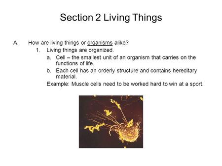 Section 2 Living Things A.How are living things or organisms alike? 1.Living things are organized. a.Cell – the smallest unit of an organism that carries.
