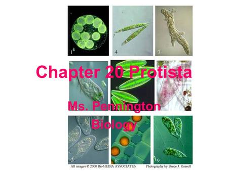 Ms. Pennington Biology Chapter 20 Protista. Kingdom Protista Greek for 1 st eukaryote They are diverse – over 200,000 species They are NOT animals, plants,