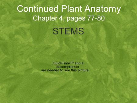 Continued Plant Anatomy Chapter 4, pages 77-80 STEMS.