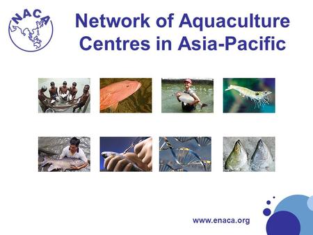 Www.enaca.org Network of Aquaculture Centres in Asia-Pacific.