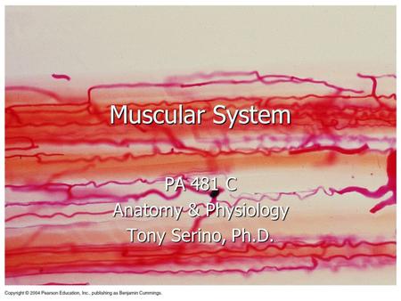 Muscular System PA 481 C Anatomy & Physiology Tony Serino, Ph.D.