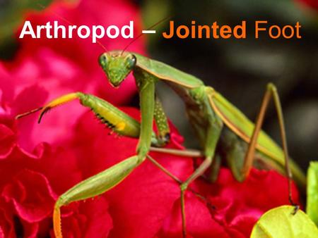 Arthropod – Jointed Foot. There are 6 types of invertebrates: SpongesCnidariansWormsMollusksArthropodsEchinoderms.