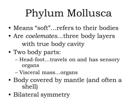 Phylum Mollusca Means “soft”…refers to their bodies