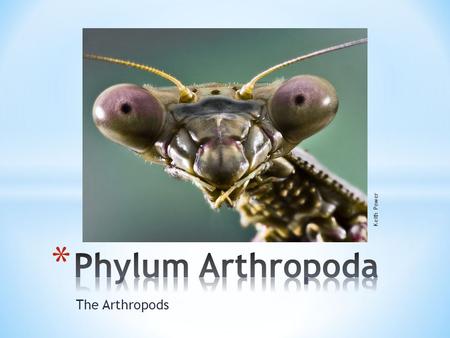 The Arthropods Keith Power. * Arthropods are by far the most successful of all animals * Well over 1,000,000 species * Some say over 30 million species.