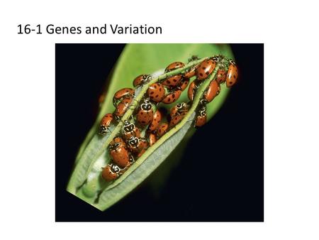 16-1 Genes and Variation. How Common Is Genetic Variation? Many genes have at least two forms, or alleles. All organisms have genetic variation that is.