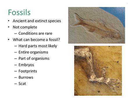 Fossils Ancient and extinct species Not complete – Conditions are rare What can become a fossil? – Hard parts most likely – Entire organisms – Part of.