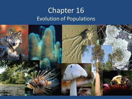 Chapter 16 Evolution of Populations. Variation and Gene Pools Genetic variations (differences) are studied in populations (group of individuals of the.