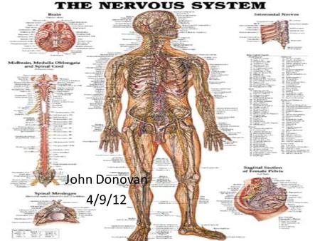 John Donovan 4/9/12. Nervous System The nervous system function is to send electronic signals to different parts of the body to signal them to do a task,
