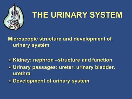 THE URINARY SYSTEM Microscopic structure and development of urinary systém Kidney: nephron –structure and function Urinary passages: ureter, urinary bladder,