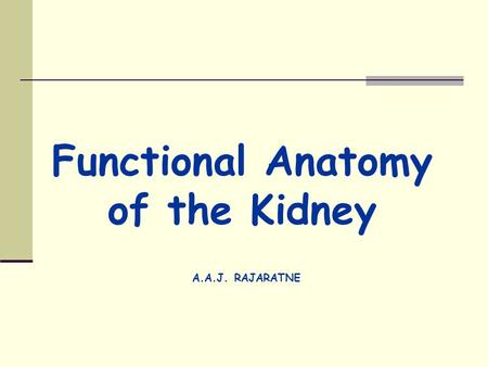 Functional Anatomy of the Kidney A.A.J. RAJARATNE.