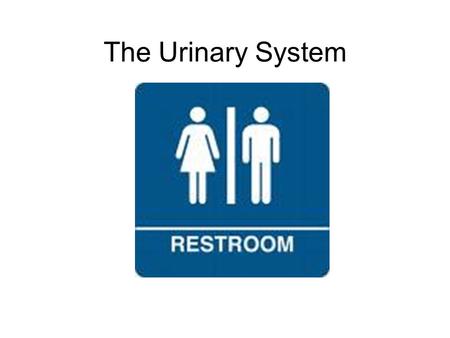 The Urinary System Figure 3. Urine formation takes place in the nephron. Figure 3. Urine formation takes place in the nephron.