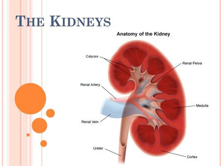 T HE K IDNEYS. A major function of the kidneys is to remove waste products & excess fluid from the body. These waste products and excess fluid are removed.