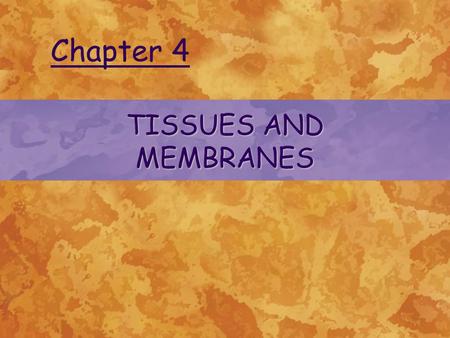 TISSUES AND MEMBRANES Chapter 4. © 2004 Delmar Learning, a Division of Thomson Learning, Inc. TISSUES 4 Main types of tissues: –Epithelial tissue protects.