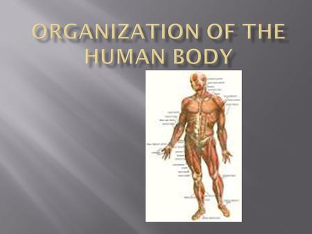  The human body is made of trillions of animal cells  The body is organized: Cells--tissues--organs--organ systems--organism.