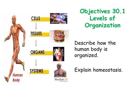 Objectives 30.1 Levels of Organization