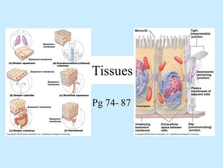 Tissues Pg 74- 87. What is a Tissue? A group of cells with similar structure and function.