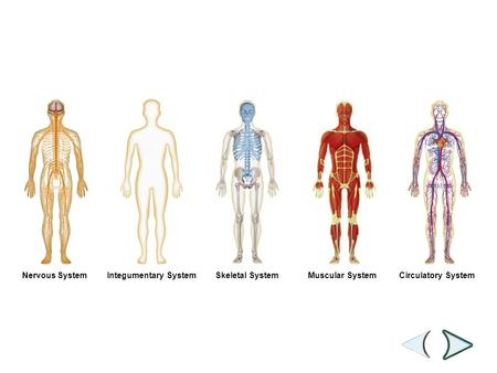 Figure 35-2 Human Organ Systems Part I