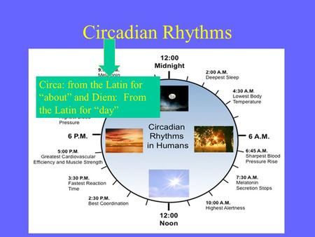 Circadian Rhythms Circa: from the Latin for “about” and Diem: From the Latin for “day”
