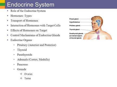 Endocrine System Role of the Endocrine System Hormones: Types