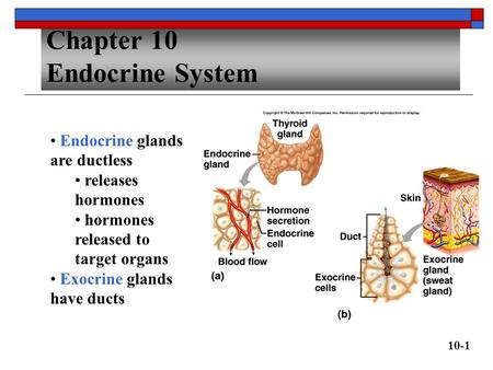 Chapter 10 Endocrine System