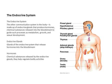 The Endocrine System The other communication system in the body—is made up of endocrine glands that produce hormones, chemical substances released into.