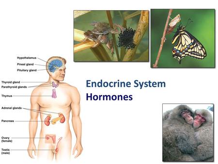 2007-2008 Endocrine System Hormones Why are hormones needed? – chemical messages from one body part to another – communication needed to coordinate whole.