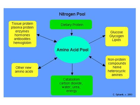Amino Acid Metabolism All tissues in the body have limited capability for synthesis of: Non-essential or dispensable amino acids Amino acid remodeling.