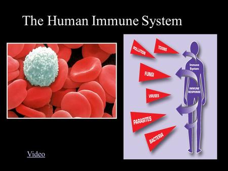 The Human Immune System Video. What is the Immune system? Is a natural defense made by a collection of structures and processes within the body.