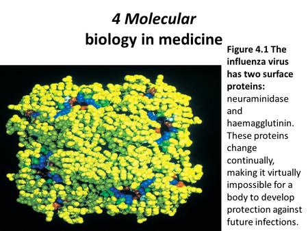 4 Molecular biology in medicine Figure 4.1 The influenza virus has two surface proteins: neuraminidase and haemagglutinin. These proteins change continually,