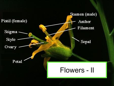 Flowers - II. Carpel is composed of the stigma, style, and ovary and within the ovary are one to many ovules Ovules.